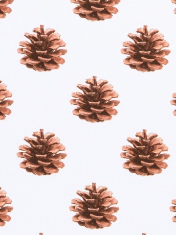 Pine cone